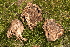  (Geastrum morganii - iNat86992557)  @11 [ ] some rights reserved (CC BY-NC) (2017) John Plischke Unspecified