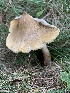  (Amanita flavorubens - iNat88316683)  @11 [ ] all rights reserved (2021) pcpalmer3 Unspecified