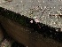  ( - iNat89014610)  @11 [ ] some rights reserved (CC BY-NC) (2021) Aishwarya Unspecified