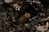  (Tapinella atrotomentosa - iNat89403039)  @11 [ ] all rights reserved (2021) Autumn Anglin Unspecified