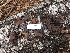  (Auricularia americana - iNat90112455)  @11 [ ] some rights reserved (CC BY-NC) (2021) gabrielamushroom Unspecified