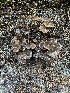  (Phaeocollybia scatesiae - iNat91174588)  @11 [ ] all rights reserved (2020) Scott A Davison Unspecified