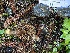  (Phaeocollybia olivacea - iNat91178228)  @11 [ ] all rights reserved (2020) Scott A Davison Unspecified