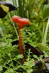  (Hygrocybe - iNat91474907)  @11 [ ] some rights reserved (CC BY-NC) (2021) Steve Ness Unspecified