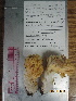  (Ramaria rubricarnata - iNat91981554)  @11 [ ] all rights reserved (2019) Jenny Lippert Unspecified