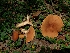  ( - iNat92382129)  @11 [ ] some rights reserved (CC BY-NC) (2021) Kelcie Unspecified