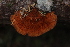  (Pycnoporellus fulgens - iNat92626847)  @11 [ ] all rights reserved (2021) Autumn Anglin Unspecified