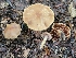  ( - iNat92933275)  @11 [ ] some rights reserved (CC BY-NC) (2021) John Plischke Unspecified