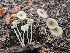  (Entoloma watsonii - iNat92933415)  @11 [ ] some rights reserved (CC BY-NC) (2021) John Plischke Unspecified