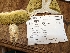  (Boletus aff. pinophilus - iNat93006817)  @11 [ ] all rights reserved (2021) cabracrazy Unspecified