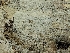 (Sistotremastrum sp - iNat93221688)  @11 [ ] some rights reserved (CC BY-NC) (2021) John Plischke Unspecified