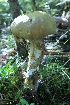  (Boletus variipes - iNat95440203)  @11 [ ] some rights reserved (CC BY-SA) (2021) brett stevens Unspecified
