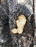  (Trametes cingulata - iNat95690294)  @11 [ ] all rights reserved (2021) Jane Haakonsson Unspecified