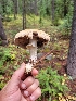  (Agaricus alboumbonatus - iNat97689199)  @11 [ ] all rights reserved (2021) Zach Kiser Unspecified