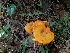  ( - iNat97773661)  @11 [ ] some rights reserved (CC BY-NC) (2021) Kelcie Unspecified