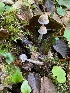  (Psathyrella fibrillosa - iNat98853487)  @11 [ ] some rights reserved (CC BY-NC) (2021) Ann Goddard Unspecified