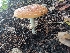  (Amanita persicina - iNat99043443)  @11 [ ] all rights reserved (2021) cabracrazy Unspecified