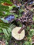  (Xerocomellus zelleri - iNat99810744)  @11 [ ] some rights reserved (CC BY-NC) (2021) Ann Goddard Unspecified