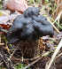  (Helvella dryophila - iNat70019167b)  @11 [ ] CreativeCommons - Attribution Share-Alike (2022) Unspecified Fungal Diversity Survey