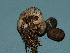  ( - R. Durham 60401-02)  @11 [ ] by (2020) Unspecified MushroomObserver