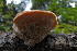  (Neofavolus alveolaris - BHI-F118a)  @11 [ ] by-nc-sa (2013) Danny Haelewaters Purdue University