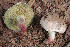  (Boletus inedulis - BOS-460)  @11 [ ] nrr (2020) Unspecified U.S. Forest Service, Center for Forest Mycology Research