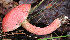 (Heimioporus - BOS-474)  @11 [ ] nrr (2020) Unspecified U.S. Forest Service, Center for Forest Mycology Research