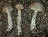  ( - BOS-569)  @11 [ ] nrr (2020) Unspecified U.S. Forest Service, Center for Forest Mycology Research