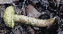  (Leccinum rugosiceps - DPL-11186)  @11 [ ] nrr (2020) Unspecified U.S. Forest Service, Center for Forest Mycology Research