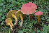  (Boletus harrisonii - PBM4097_3901)  @11 [ ] c (2018) P. Brandon Matheny University of Tennessee, Knoxville