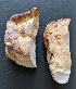  ( - CA-15)  @11 [ ] nrr (2020) Unspecified U.S. Forest Service, Center for Forest Mycology Research