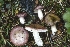  (Russula gracillima - CLC 1618)  @11 [ ] by-nc (2001) Cathy Cripps Montana State University