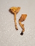  (Cantharellus persicinus - Chant8)  @11 [ ] by-nc (2019) Stephen Russell iNaturalist