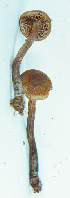  (Inocybe hirsuta - ACAD 10206_3843)  @11 [ ] c (1970) P. Brandon Matheny University of Tennessee, Knoxville