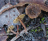  (Inocybe australiensis - PBM3493_942)  @11 [ ] c (2010) P. Brandon Matheny University of Tennessee, Knoxville