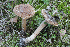  (Inocybe bulbinella - PBM3623_1312)  @11 [ ] c (2012) P. Brandon Matheny University of Tennessee, Knoxville