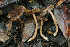  (Inocybe froudistii - PBM3467_929)  @11 [ ] c (2011) P. Brandon Matheny University of Tennessee, Knoxville