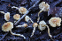  (Inocybe ornatipes - NLB456_915)  @11 [ ] c (2010) Neale L. Bougher University of Tennessee, Knoxville