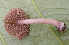  (Inocybe rhodella - MCA3917_991)  @11 [ ] c (2010) M. Catherine Aime University of Tennessee, Knoxville