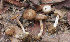  (Inocybe serrata - PBM3176_825)  @11 [ ] c (2009) P. Brandon Matheny University of Tennessee, Knoxville