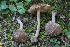  (Inocybe subradiata - PBM4112_3921)  @11 [ ] c (2018) P. Brandon Matheny University of Tennessee, Knoxville