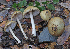  (Inocybe sylvicola - PBM3394_1131)  @11 [ ] c (2010) P. Brandon Matheny University of Tennessee, Knoxville