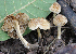  (Inocybe torresiae - PBM3736_1840)  @11 [ ] c (2011) P. Brandon Matheny University of Tennessee, Knoxville