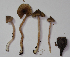  (Inocybe vestipedes - PBM3482_957)  @11 [ ] c (2011) P. Brandon Matheny University of Tennessee, Knoxville