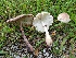  (Leucoagaricus americanus - LEP19)  @11 [ ] by-nc (2016) Stephen Russell Purdue University