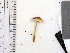  (Lepiota echinella - LEP59)  @11 [ ] by-nc (2016) Stephen Russell Purdue University