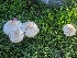  (Chlorophyllum molybdites - LEP79)  @11 [ ] by (2020) J.S. Carter iNaturalist