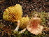  (Phylloporus centroamericanus - REH-8287)  @11 [ ] c (2020) Unspecified New York Botanical Garden