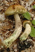  (Leccinum viscosum - REH-8506)  @11 [ ] c (2020) Unspecified New York Botanical Garden