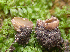 ( - RAH1194)  @11 [ ] by-nc-sa (2020) Rosanne Healy University of Florida Mycological Herbarium